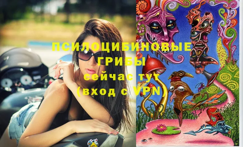 Псилоцибиновые грибы Cubensis  Знаменск 